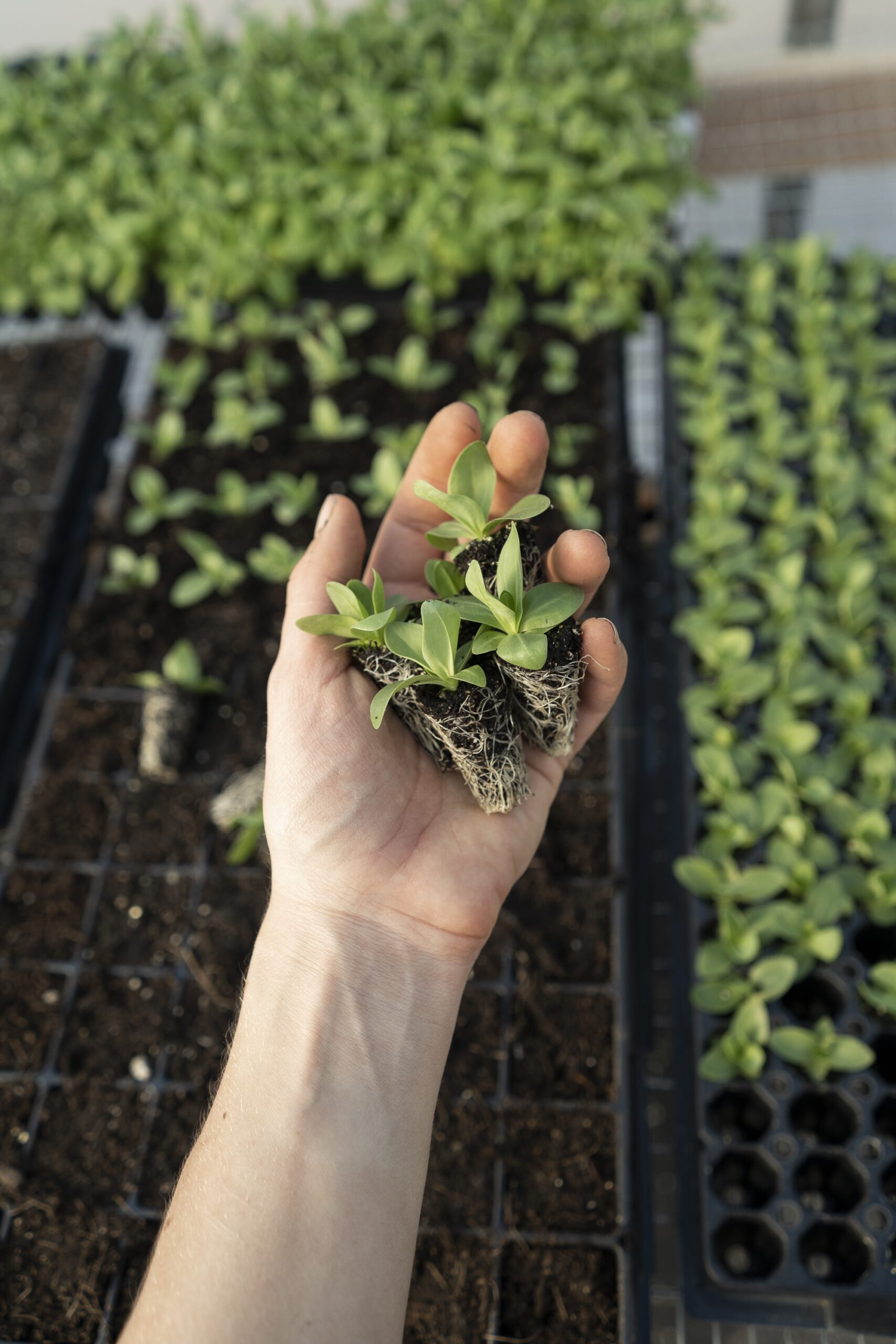 What Are The Features Of Lexan Greenhouse Panels?