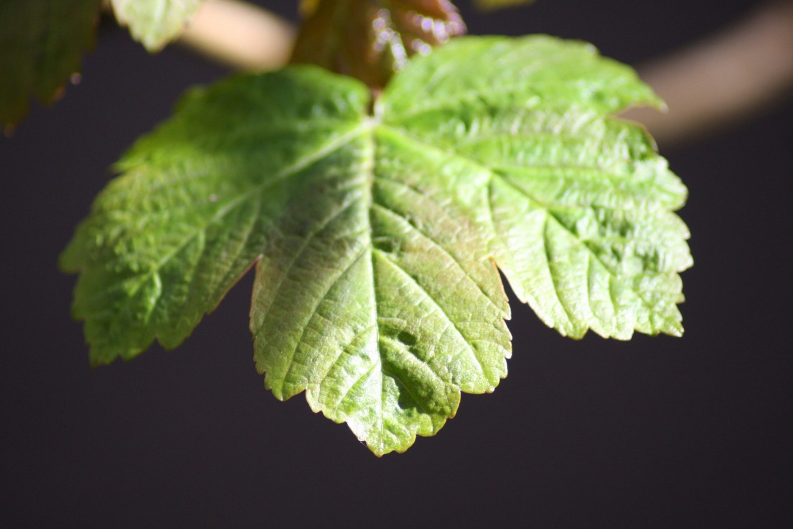 Are Miniature Greenhouses Suitable For Indoor Use?