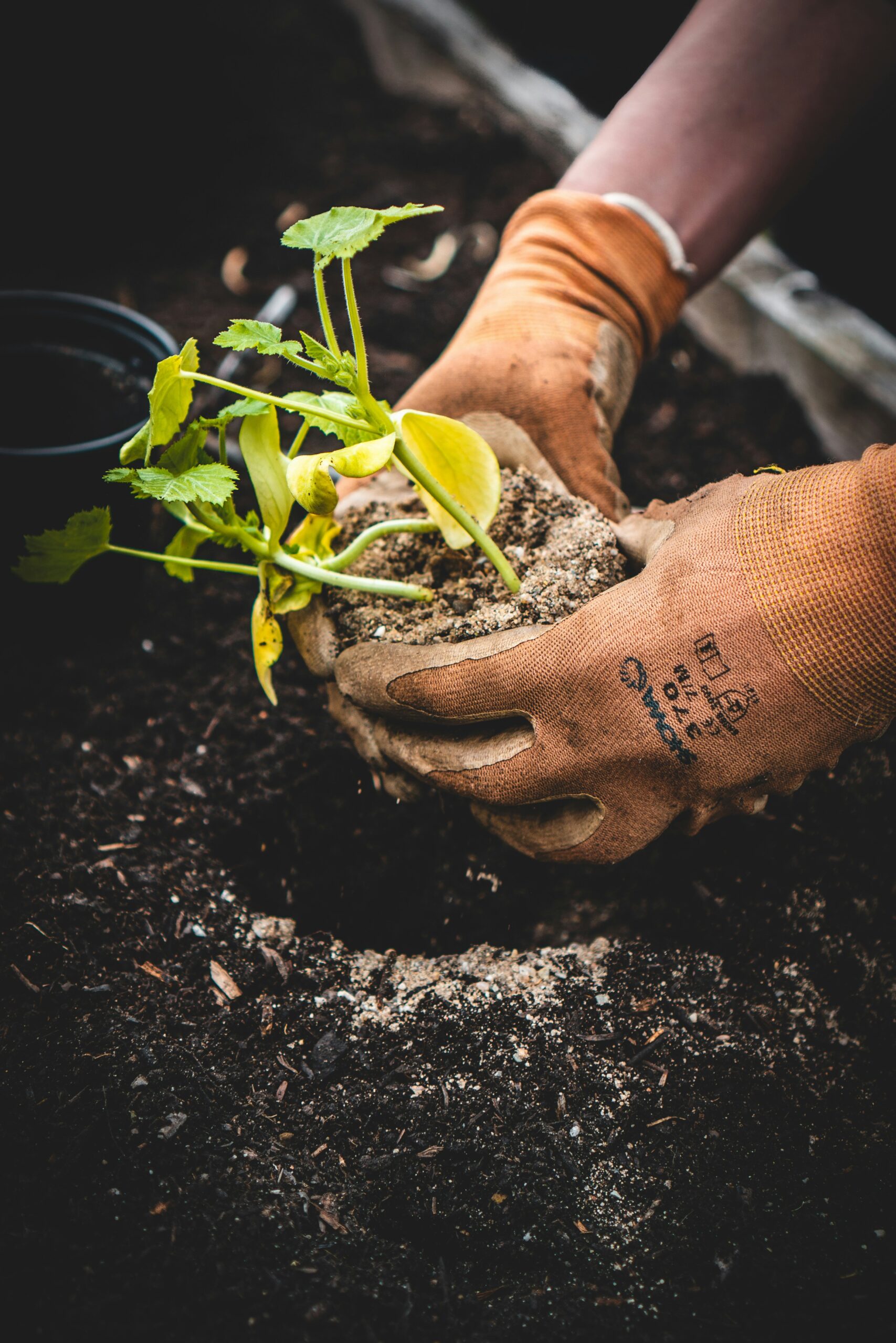 Can You Grow Vegetables In A Miniature Greenhouse?