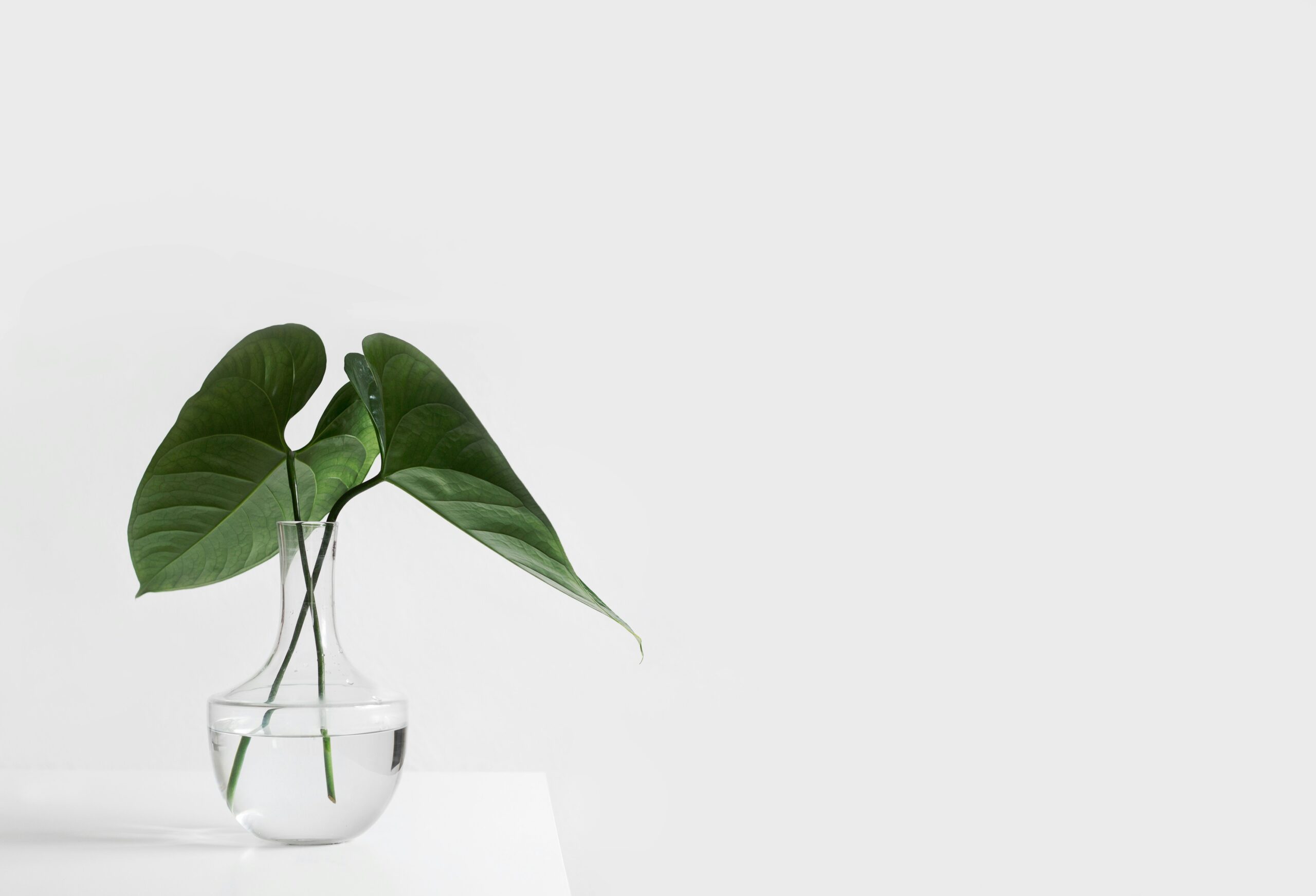 Maximise the potential of your small greenhouse