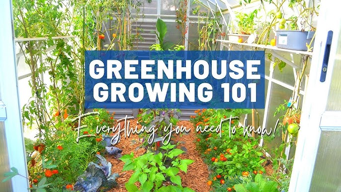 Greenhouses 101: Everything You Need to Know