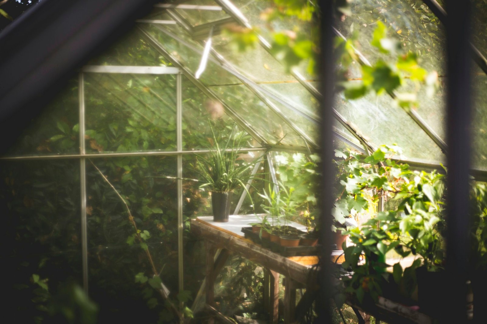 A Close Look At Our Multifunctional Passive Solar Greenhouse
