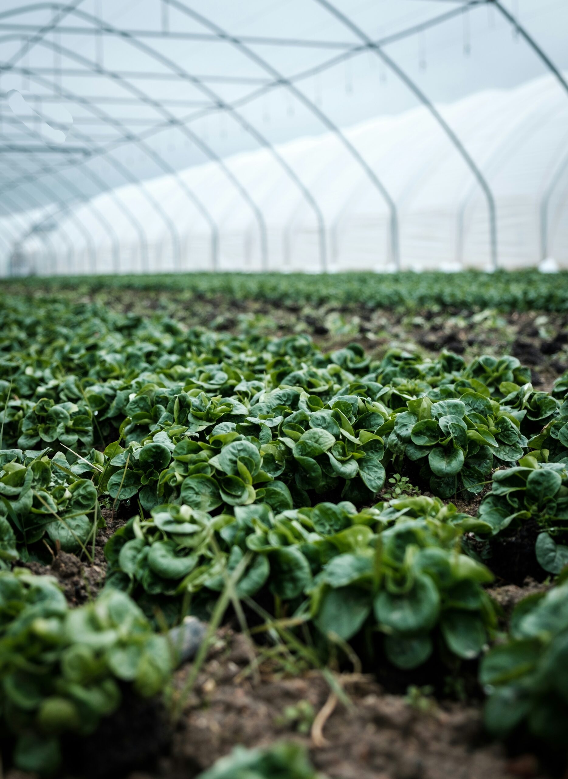 How to Build a Greenhouse