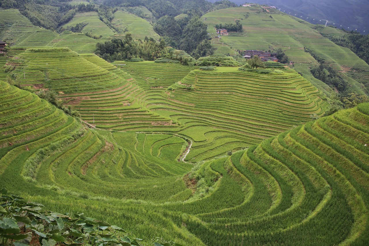 MAKING OF TERRACE GARDEN | Gardening Ideas for Home | SHADE HOUSE DESIGN