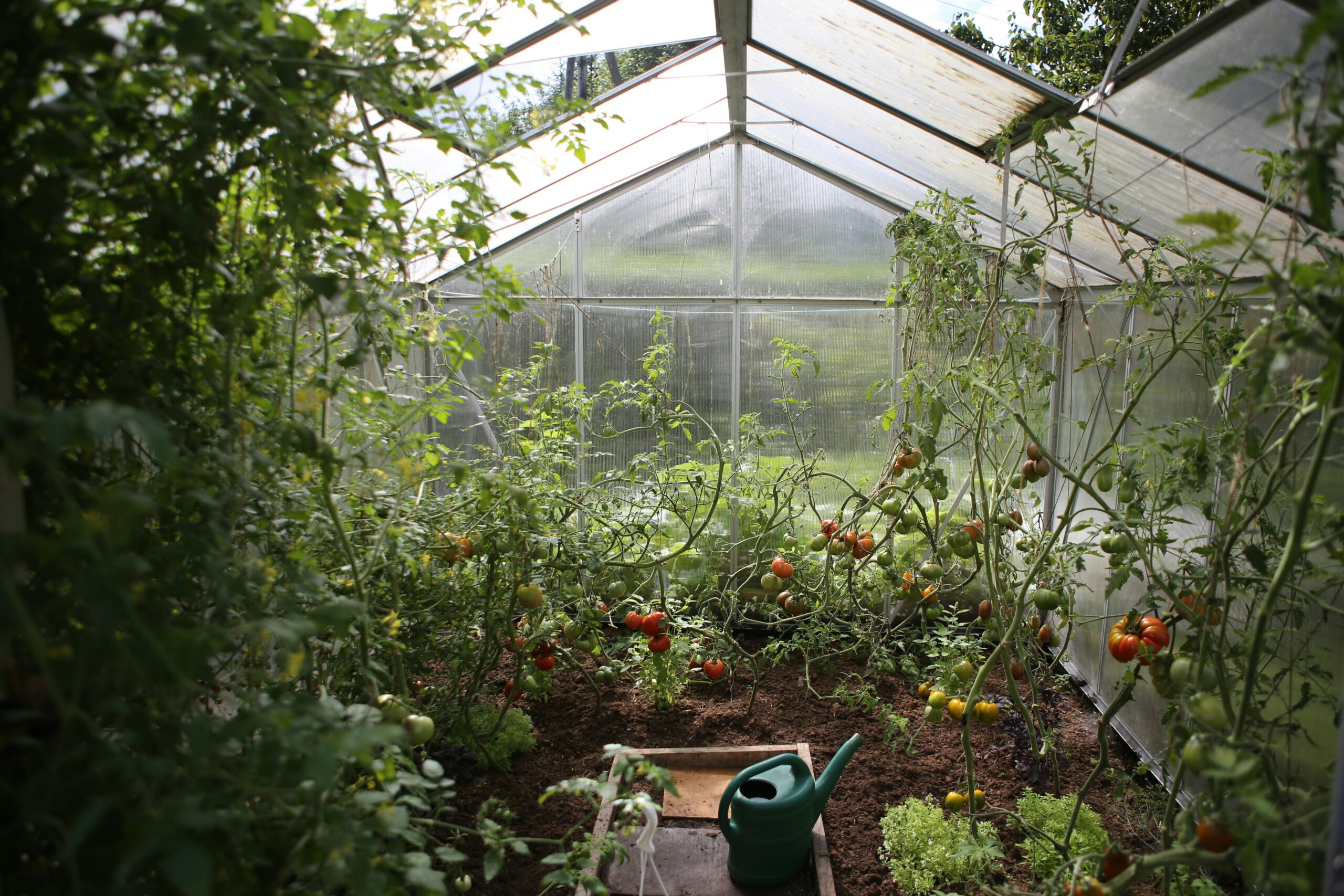 Old window greenhouse build.