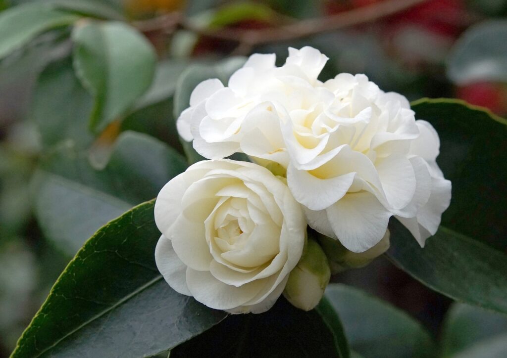 DIY Greenhouse Build - Wood Greenhouse Under $1000.