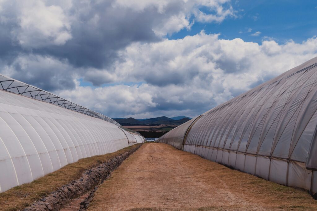 Affordable Wooden Greenhouse Guide: Design  Build in Kenya