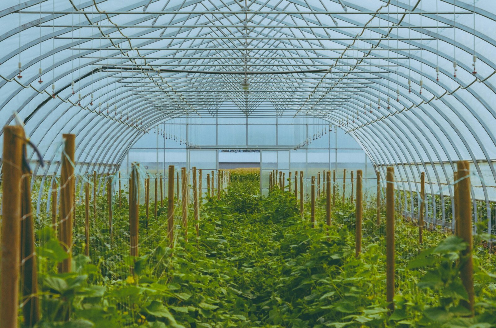 Build a PVC Arched Greenhouse: DIY Kit Guide (2026) Build a PVC Arched Greenhouse: DIY Kit Guide (2026)