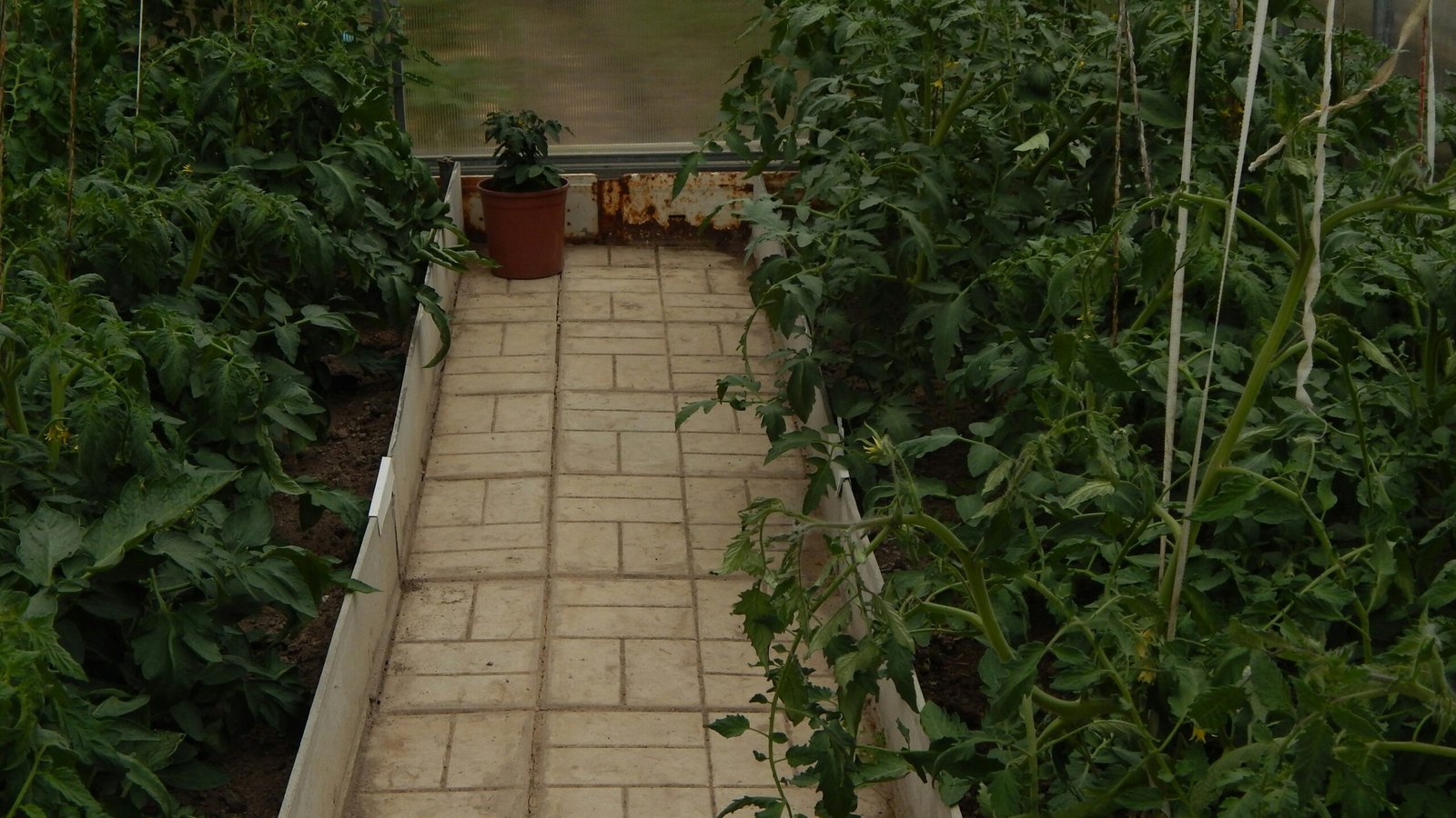 Build the Ideal Backyard Greenhouse: Plans, Design  Tips