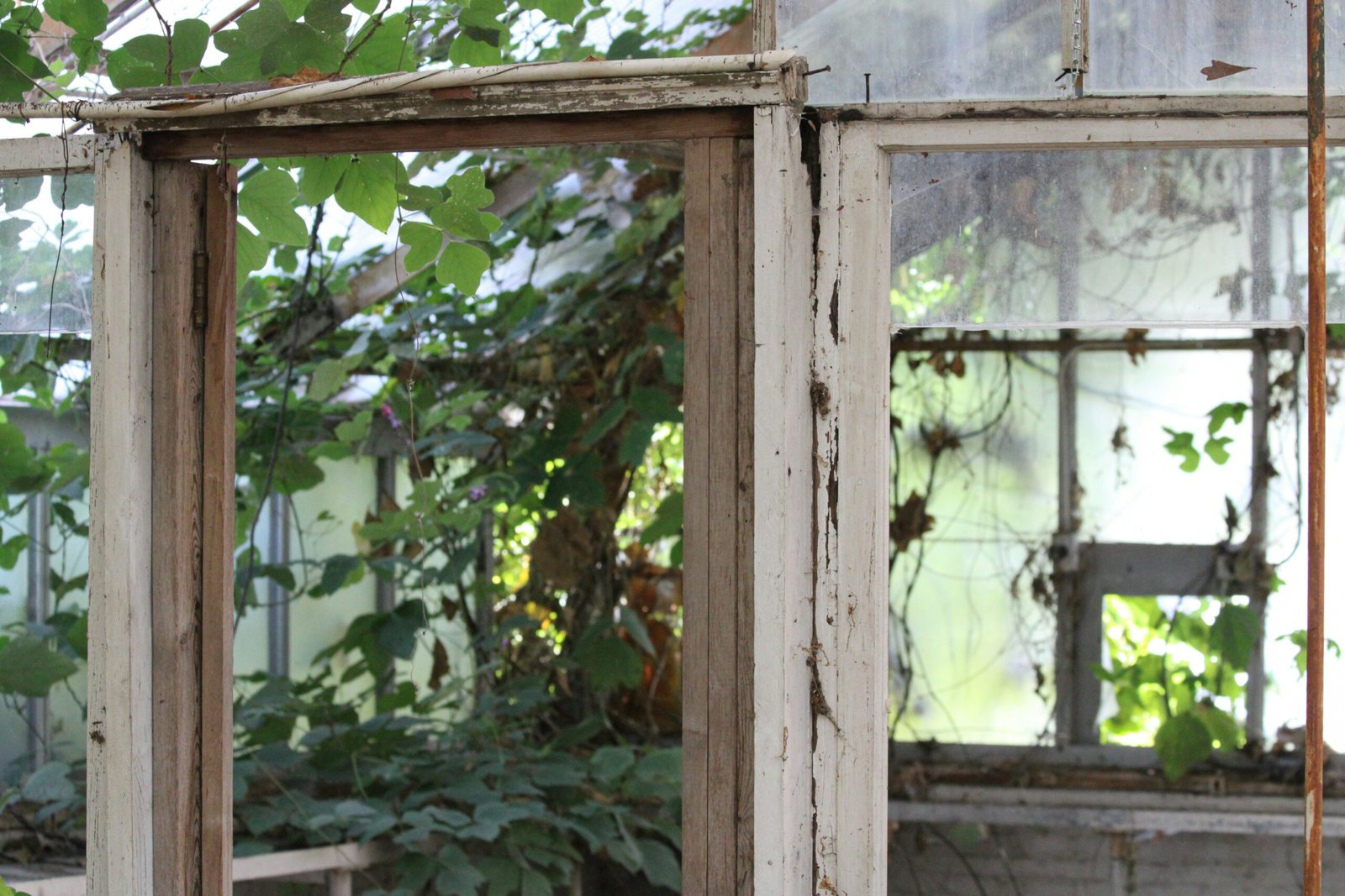 DIY Greenhouse Plans: Low-Cost Builds Upcycled Ideas DIY Greenhouse Plans: Low-Cost Builds Upcycled Ideas