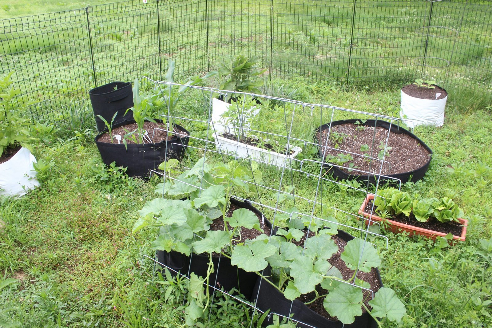 Greenhouse Raised Beds: Layout, Materials, and Build Tips Greenhouse Raised Beds: Layout, Materials, and Build Tips