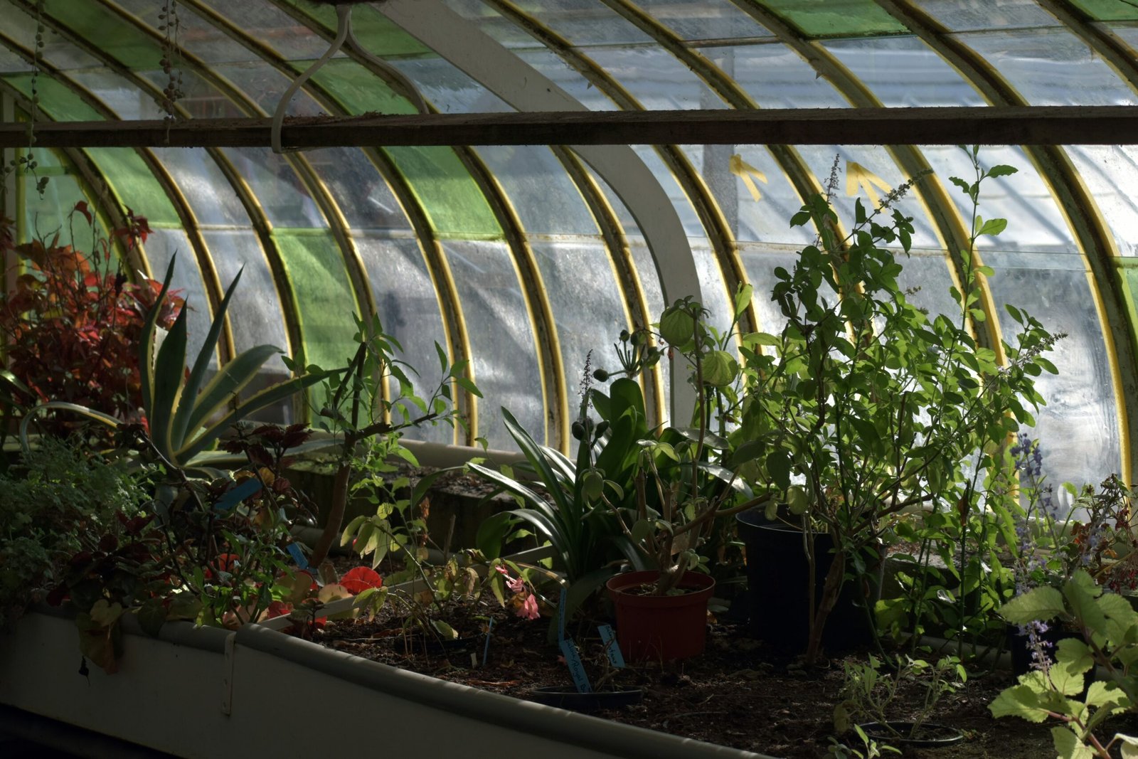 Greenhouse Raised Beds: Layout, Materials, and Build Tips Greenhouse Raised Beds: Layout, Materials, and Build Tips