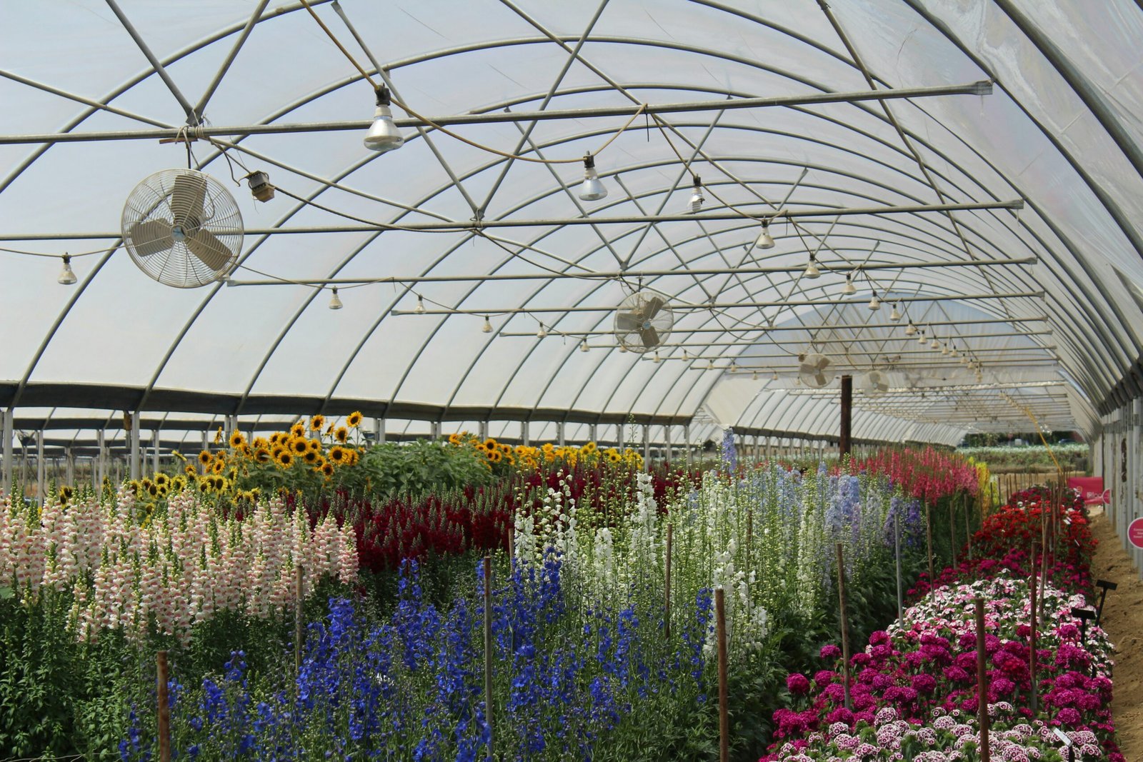 Polytunnel Greenhouse Design: Types, Uses, and Planning Tips