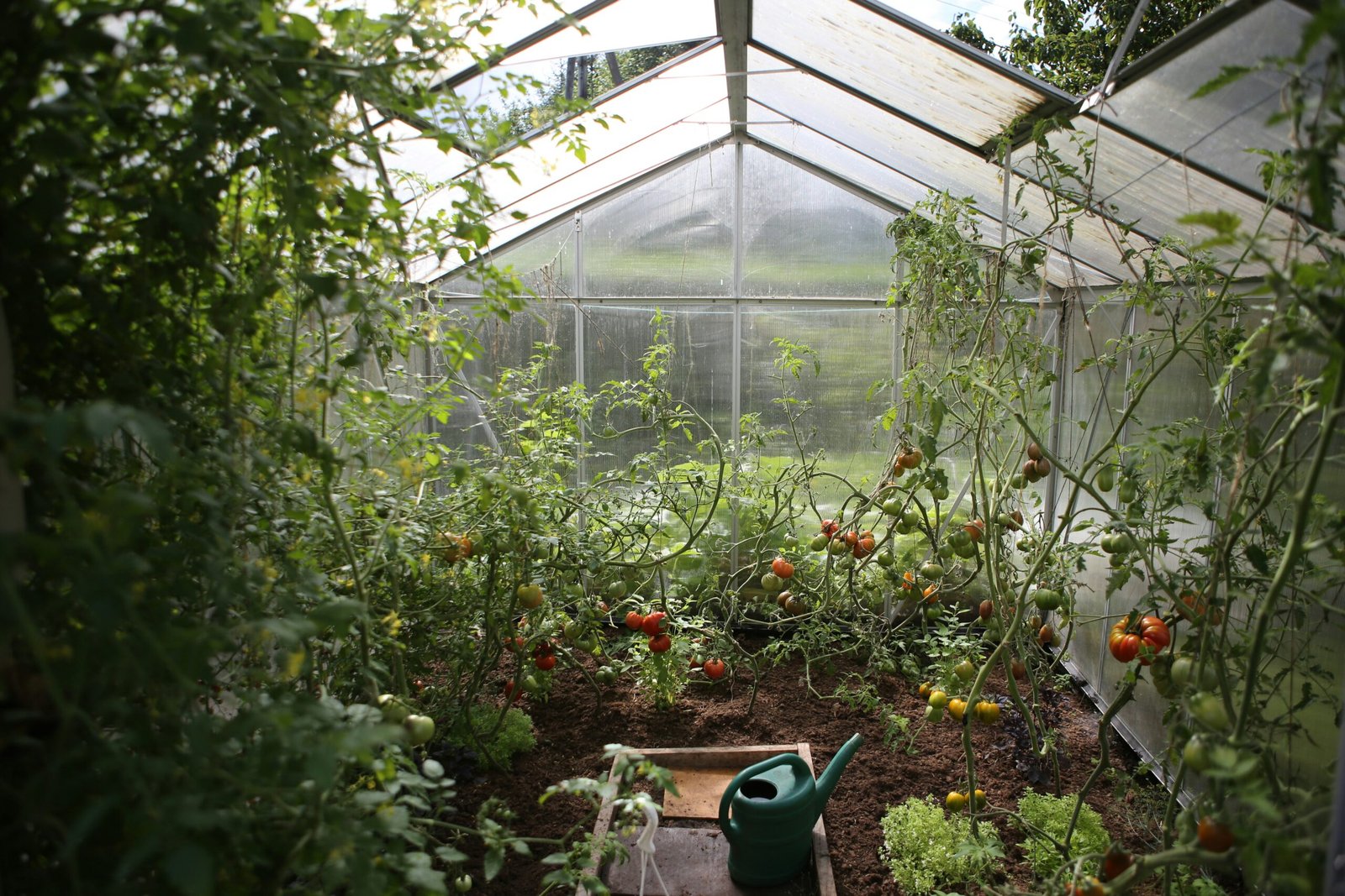 Polytunnel Greenhouse Design: Types, Uses, and Planning Tips