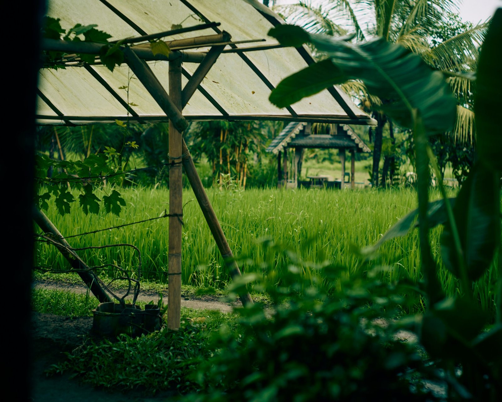 Bamboo Greenhouse for Hydroponics: Design and Build Guide