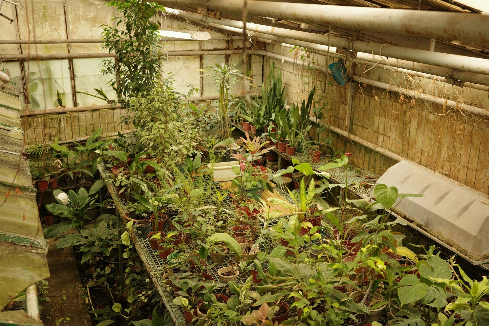 https://www.youtube.com/watch?v=qSnZM23NA4Q - Bamboo Greenhouse for Hydroponics: Design and Build Guide